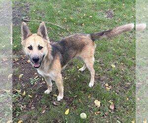 Chase - Male German Shepherd Dog-Unknown Mix Dog for Adoption - Photo #2