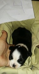Boston Terrier Puppy for sale in GRAND JUNCTION, MI, USA