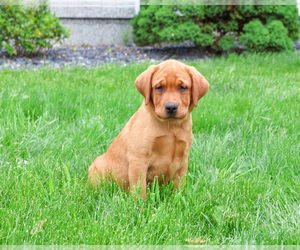 Labrador Retriever Puppy for sale in SYRACUSE, IN, USA