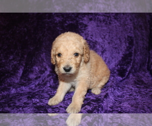 Goldendoodle (Miniature) Puppy for sale in BLMGTN, IN, USA