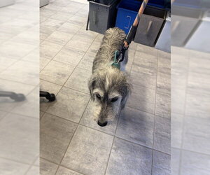 Border Terrier-Unknown Mix Dogs for adoption in Grand Prairie, TX, USA