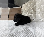 Small #7 Bernedoodle