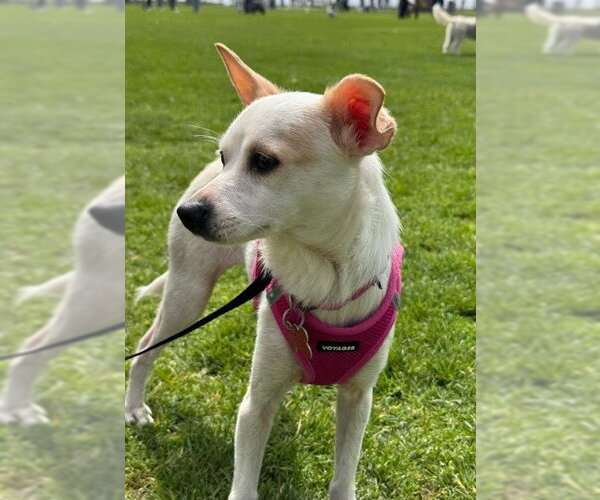 Medium Photo #3 Chihuahua-Unknown Mix Puppy For Sale in San Diego, CA, USA