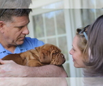 Puppy Puppy 3 Dogue de Bordeaux