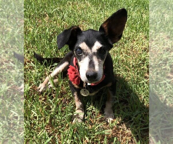 Medium Photo #1 Chihuahua Puppy For Sale in  Ramona, CA, USA