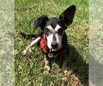 Small Chihuahua