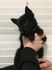 Schipperke Puppy for sale in SIMI VALLEY, CA, USA