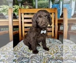 Oscar - Male Labradoodle Puppy for Sale - Photo #2