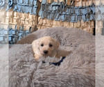 Small Photo #2 Coton de Tulear Puppy For Sale in W FIELD, NC, USA