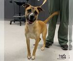 Small Photo #3 Labrador Retriever-Unknown Mix Puppy For Sale in Washington, DC, USA