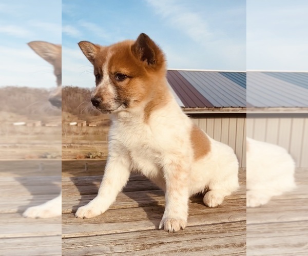 Medium Photo #2 American Eskimo Dog-Border Collie Mix Puppy For Sale in HILLSBORO, WI, USA