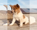 Small Photo #2 American Eskimo Dog-Border Collie Mix Puppy For Sale in HILLSBORO, WI, USA