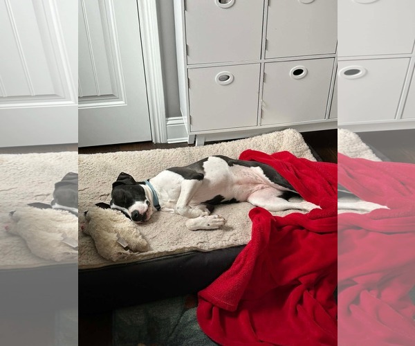 Medium Photo #8 Mutt Puppy For Sale in Germantown, OH, USA