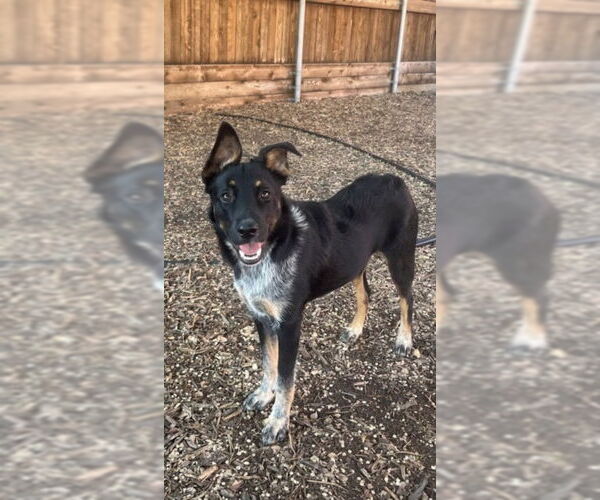 Medium Photo #1 Border Collie-Unknown Mix Puppy For Sale in Plano, TX, USA