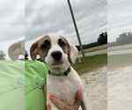 Small #3 Mutt