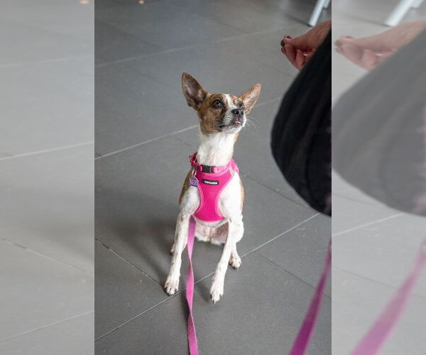 Medium Photo #10 Chihuahua-Unknown Mix Puppy For Sale in Mundelein, IL, USA