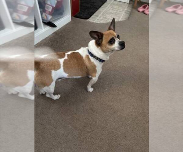 Medium Photo #10 Chiweenie Puppy For Sale in LA PINE, OR, USA