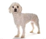 Small #2 Havanese