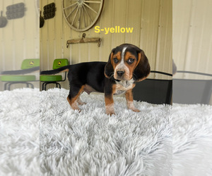 Beagle Puppy for sale in MADISON, IN, USA