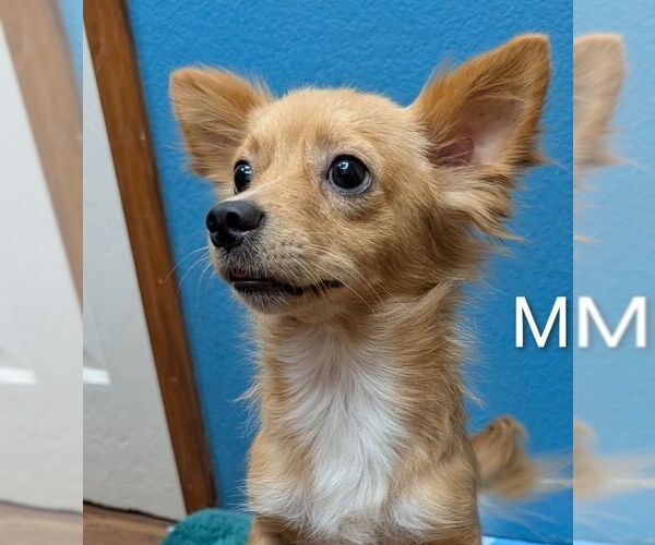Medium Photo #1 Chihuahua-Unknown Mix Puppy For Sale in Carrollton, TX, USA