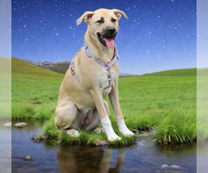 Anatolian Shepherd-Unknown Mix Dogs for adoption in LOGANVILLE, GA, USA