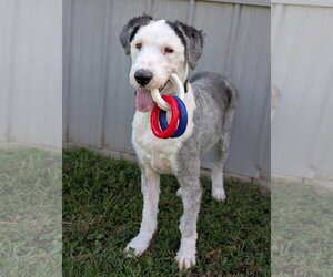 Mutt Dogs for adoption in Kewanee, IL, USA