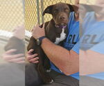 Small #1 American Pit Bull Terrier Mix