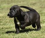 Small #12 Dachsador