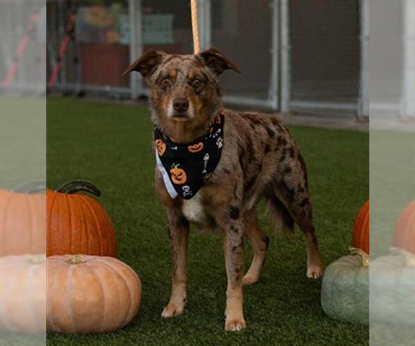 Medium Photo #1 Australian Shepherd-Unknown Mix Puppy For Sale in Baytown, TX, USA