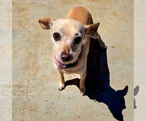 Taffy - Female Chihuahua-Unknown Mix Dog for Adoption - Photo #2