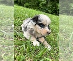Small #3 Australian Shepherd