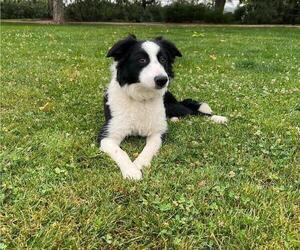 Border Collie Puppy for Sale in PERRIS, California USA