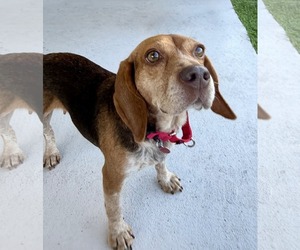 Asia - Female Beagle Dog for Adoption - Photo #8
