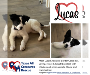 Border Collie-Unknown Mix Dogs for adoption in Lillian, TX, USA