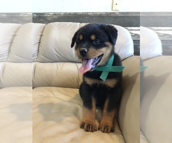 Medium Photo #13 Rottweiler Puppy For Sale in BRIGHTON, CO, USA