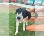 Small #1 Border Collie Mix
