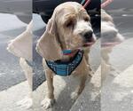 Small #3 Cocker Spaniel