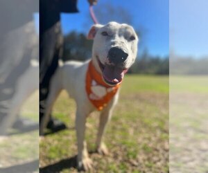 Bull Terrier-Unknown Mix Dogs for adoption in Orangeburg, SC, USA