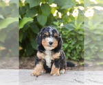 Small #1 Bernedoodle