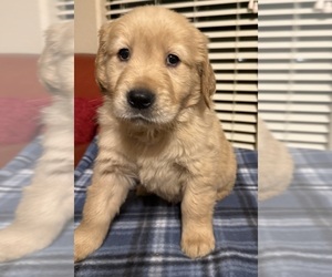 English Cream Golden Retriever Puppy for sale in PORTALES, NM, USA