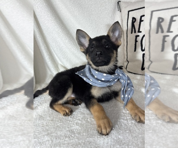 Medium Photo #3 German Shepherd Dog Puppy For Sale in GREENFIELD, IN, USA