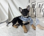 Small #2 German Shepherd Dog