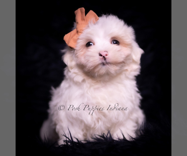 Medium Photo #70 Maltese Puppy For Sale in WARSAW, IN, USA