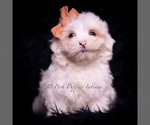 Small Photo #70 Maltese Puppy For Sale in WARSAW, IN, USA