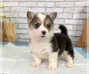 Pembroke Welsh Corgi Puppy for sale in SAN FRANCISCO, CA, USA