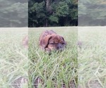 Small #3 Doberman Pinscher-Mastiff Mix