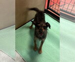 Small #1 Mutt