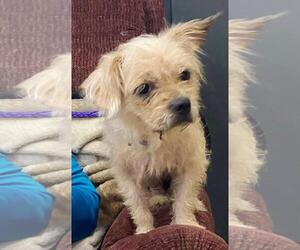 Freya - Female Mutt Dog for Adoption - Photo #3