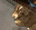 Puppy 2 Australian Shepherd