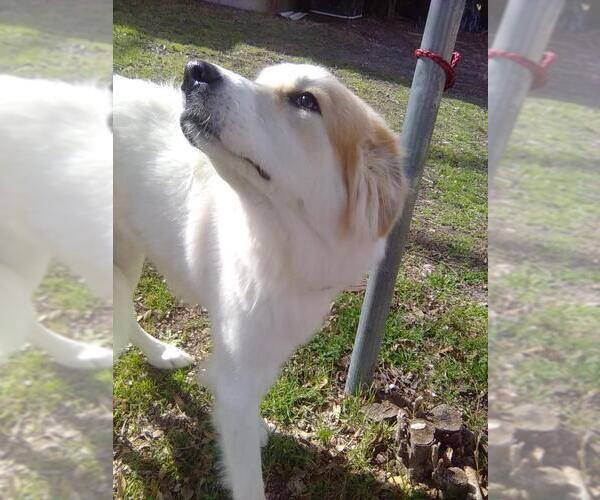 Medium Photo #3 Great Pyrenees Puppy For Sale in Spring, TX, USA